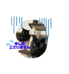 チーム黒猫と仲間たち②♪（個別スタンプ：31）