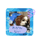 チーム黒猫と仲間たち②♪（個別スタンプ：37）