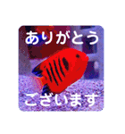 つぶやく海水魚たっぷり40アイテム（個別スタンプ：3）