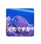 つぶやく海水魚たっぷり40アイテム（個別スタンプ：5）