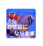 つぶやく海水魚たっぷり40アイテム（個別スタンプ：13）