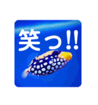 つぶやく海水魚たっぷり40アイテム（個別スタンプ：15）