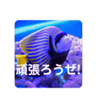 つぶやく海水魚たっぷり40アイテム（個別スタンプ：16）