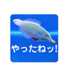 つぶやく海水魚たっぷり40アイテム（個別スタンプ：17）