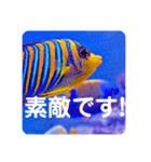 つぶやく海水魚たっぷり40アイテム（個別スタンプ：18）