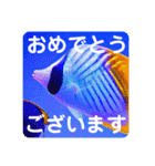 つぶやく海水魚たっぷり40アイテム（個別スタンプ：21）