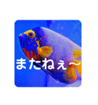 つぶやく海水魚たっぷり40アイテム（個別スタンプ：24）