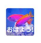 つぶやく海水魚たっぷり40アイテム（個別スタンプ：26）