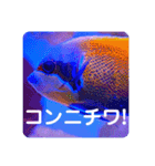 つぶやく海水魚たっぷり40アイテム（個別スタンプ：28）