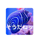 つぶやく海水魚たっぷり40アイテム（個別スタンプ：29）