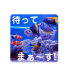 つぶやく海水魚たっぷり40アイテム（個別スタンプ：30）