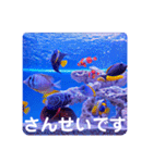 つぶやく海水魚たっぷり40アイテム（個別スタンプ：32）