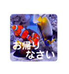 つぶやく海水魚たっぷり40アイテム（個別スタンプ：36）