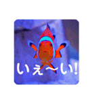 つぶやく海水魚たっぷり40アイテム（個別スタンプ：38）