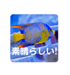 つぶやく海水魚たっぷり40アイテム（個別スタンプ：39）