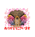 pomeranian kaikunkun（個別スタンプ：1）