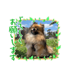 pomeranian kaikunkun（個別スタンプ：2）