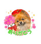 pomeranian kaikunkun（個別スタンプ：3）