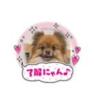 pomeranian kaikunkun（個別スタンプ：4）