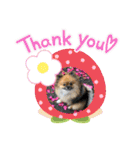 pomeranian kaikunkun（個別スタンプ：5）