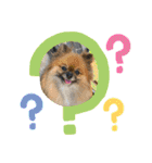 pomeranian kaikunkun（個別スタンプ：6）