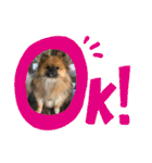 pomeranian kaikunkun（個別スタンプ：7）