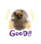 pomeranian kaikunkun（個別スタンプ：10）