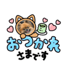 pomeranian kaikunkun（個別スタンプ：12）