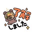 pomeranian kaikunkun（個別スタンプ：13）