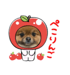 pomeranian kaikunkun（個別スタンプ：15）