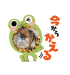 pomeranian kaikunkun（個別スタンプ：16）