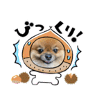 pomeranian kaikunkun（個別スタンプ：17）