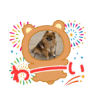 pomeranian kaikunkun（個別スタンプ：18）