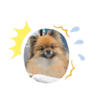 pomeranian kaikunkun（個別スタンプ：19）