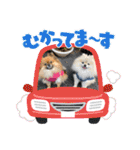 pomeranian kaikunkun（個別スタンプ：20）