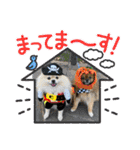 pomeranian kaikunkun（個別スタンプ：21）