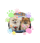 pomeranian kaikunkun（個別スタンプ：22）