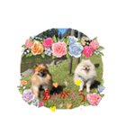 pomeranian kaikunkun（個別スタンプ：24）
