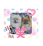 pomeranian kaikunkun（個別スタンプ：26）