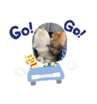 pomeranian kaikunkun（個別スタンプ：27）