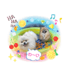 pomeranian kaikunkun（個別スタンプ：28）