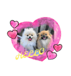 pomeranian kaikunkun（個別スタンプ：30）
