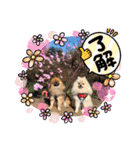 pomeranian kaikunkun（個別スタンプ：31）