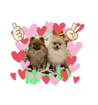 pomeranian kaikunkun（個別スタンプ：32）