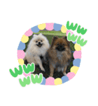 pomeranian kaikunkun（個別スタンプ：33）