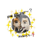 pomeranian kaikunkun（個別スタンプ：34）
