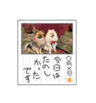 pomeranian kaikunkun（個別スタンプ：35）