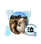 pomeranian kaikunkun（個別スタンプ：36）