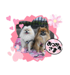 pomeranian kaikunkun（個別スタンプ：38）