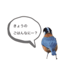 せなか。(鳥)（個別スタンプ：3）